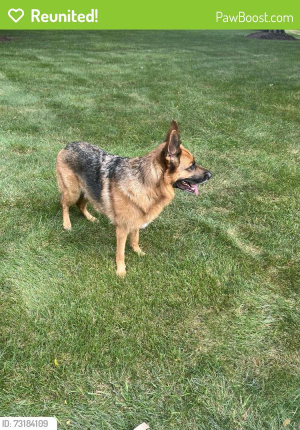 Reunited Female Dog last seen N Andover rd and W Brandon Rd, Kildeer, IL 60047