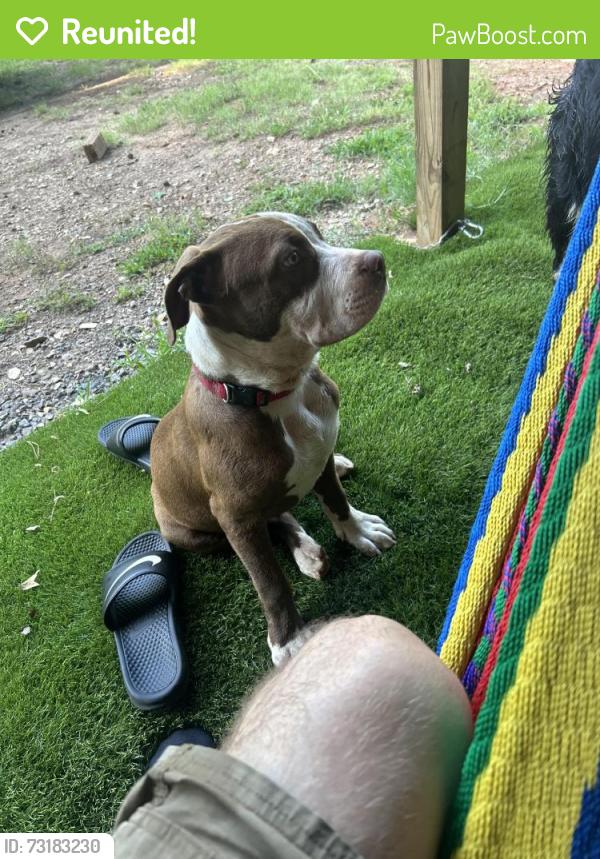 Reunited Male Dog last seen Near Hwy, Mocksville, NC 27028