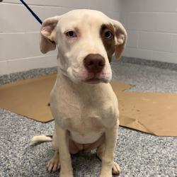 Shelter Stray Female Dog last seen , 328 Furman Hall Rd, Greenville, SC 29609, USA