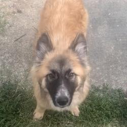 Shelter Stray Female Dog last seen , 980 Guilford College Rd, Greensboro, NC 27409, USA