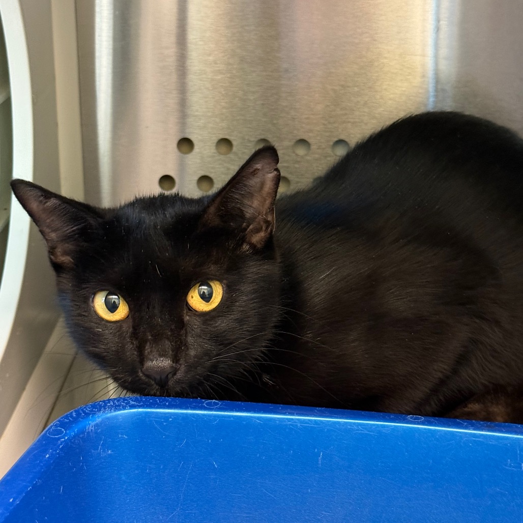 Shelter Stray Female Cat last seen , 3428 S Jenkins Ave, Norman, OK 73072, USA