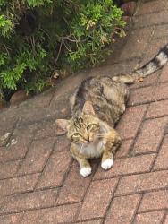 Lost Male Cat last seen Near Kissena park, Queens, NY 11355