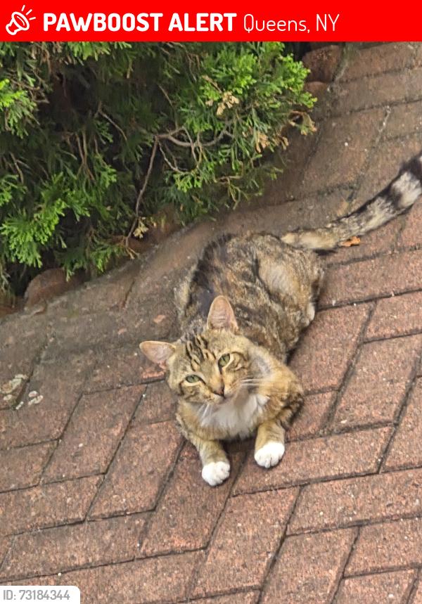 Lost Male Cat last seen Near Kissena park, Queens, NY 11355