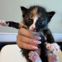 Shelter Stray Female Cat last seen , 3428 S Jenkins Ave, Norman, OK 73072, USA
