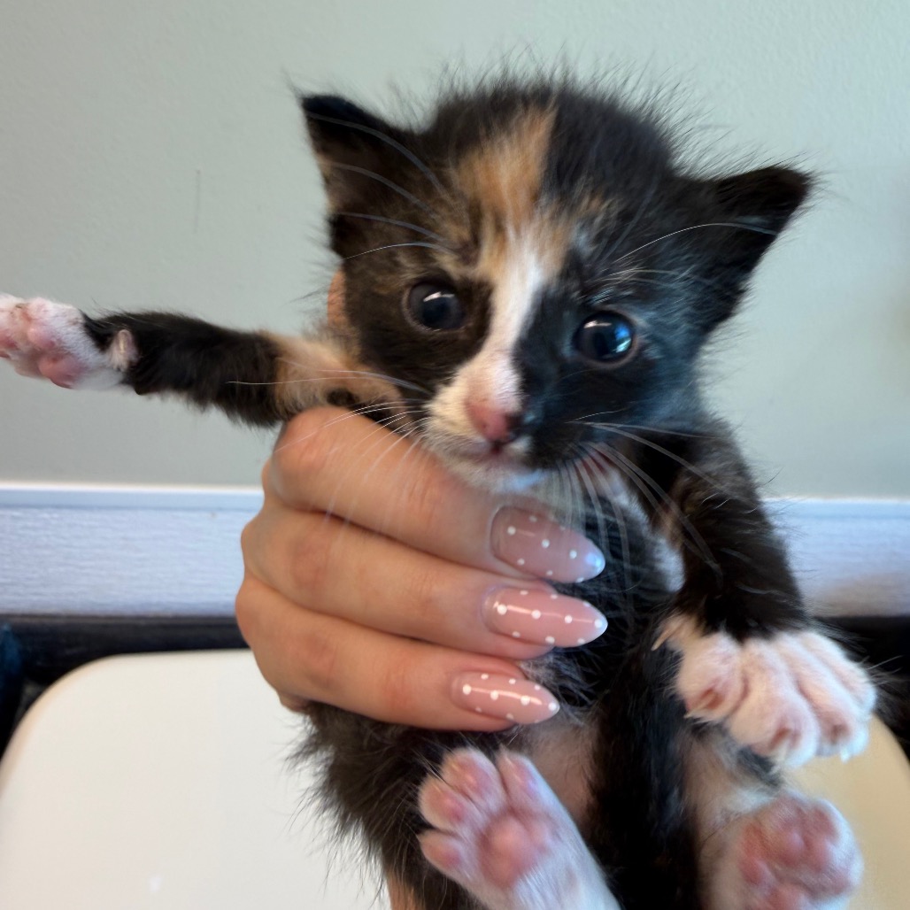 Shelter Stray Female Cat last seen , 3428 S Jenkins Ave, Norman, OK 73072, USA