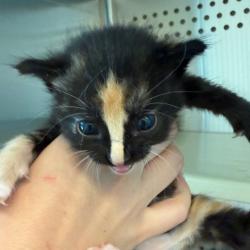 Shelter Stray Female Cat last seen , 3428 S Jenkins Ave, Norman, OK 73072, USA