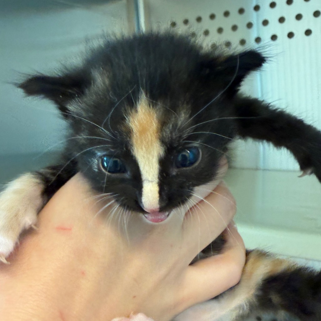 Shelter Stray Female Cat last seen , 3428 S Jenkins Ave, Norman, OK 73072, USA