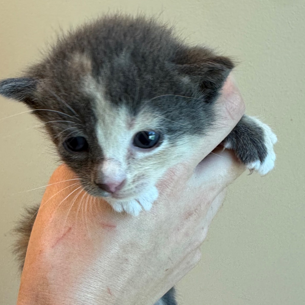 Shelter Stray Female Cat last seen , 3428 S Jenkins Ave, Norman, OK 73072, USA