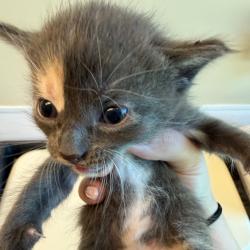 Shelter Stray Female Cat last seen , 3428 S Jenkins Ave, Norman, OK 73072, USA