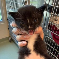 Shelter Stray Male Cat last seen , 3428 S Jenkins Ave, Norman, OK 73072, USA