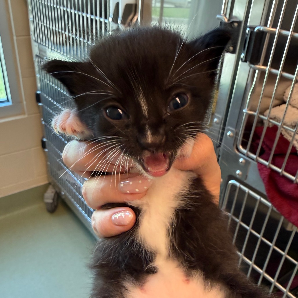 Shelter Stray Male Cat last seen , 3428 S Jenkins Ave, Norman, OK 73072, USA
