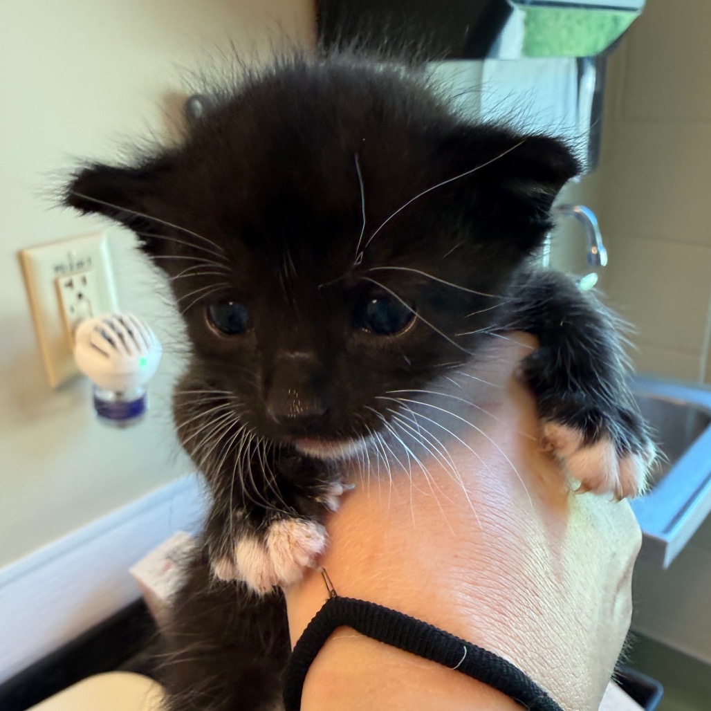 Shelter Stray Male Cat last seen , 3428 S Jenkins Ave, Norman, OK 73072, USA