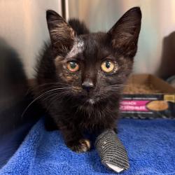 Shelter Stray Female Cat last seen , 1211 Old Graves Mill Rd, Lynchburg, VA 24502, USA