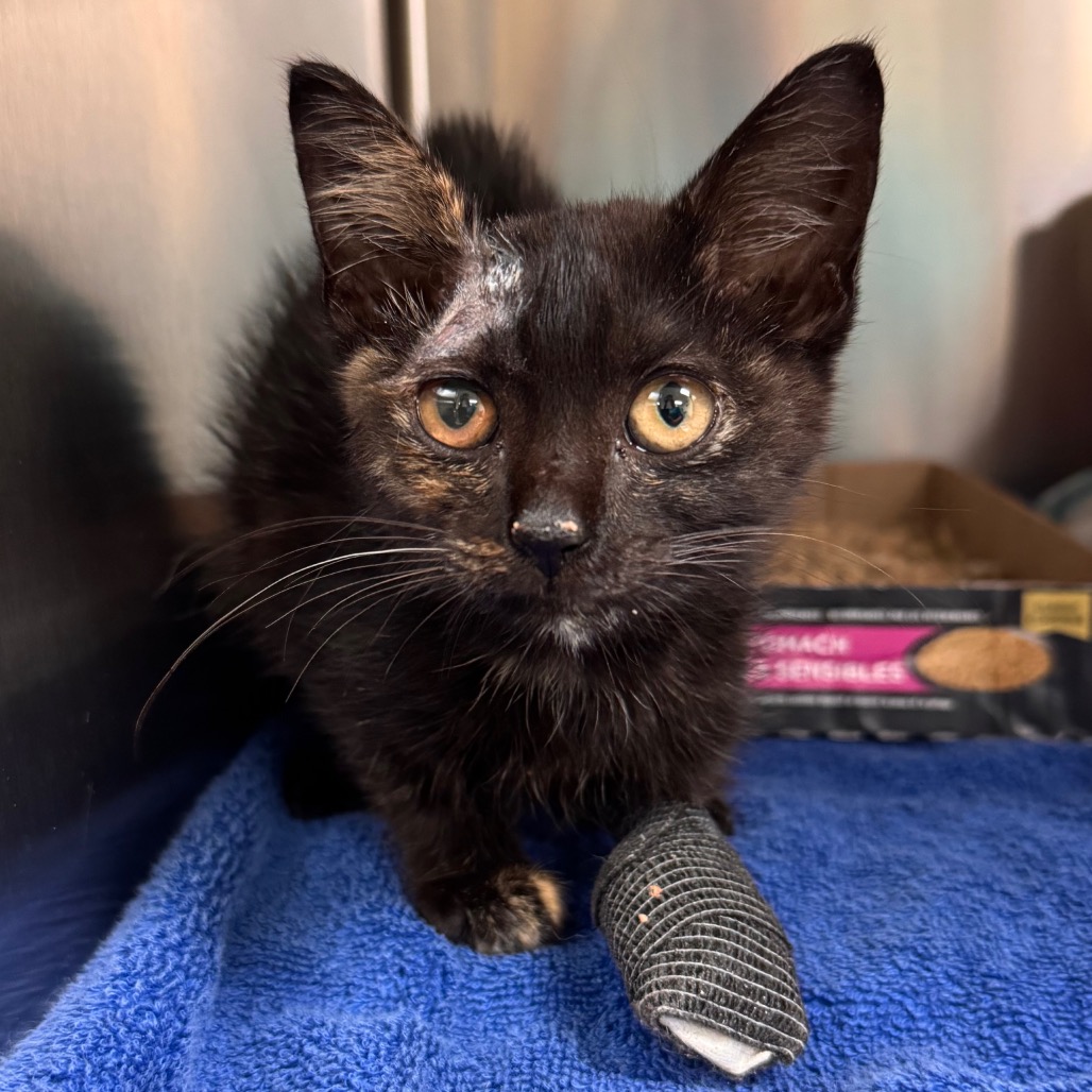 Shelter Stray Female Cat last seen , 1211 Old Graves Mill Rd, Lynchburg, VA 24502, USA