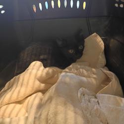 Shelter Stray Male Cat last seen , 1211 Old Graves Mill Rd, Lynchburg, VA 24502, USA