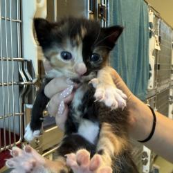 Shelter Stray Female Cat last seen , 3428 S Jenkins Ave, Norman, OK 73072, USA