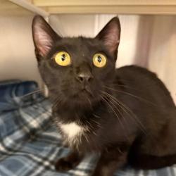 Shelter Stray Female Cat last seen , 3428 S Jenkins Ave, Norman, OK 73072, USA