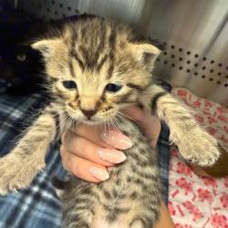 Shelter Stray Female Cat last seen , 3428 S Jenkins Ave, Norman, OK 73072, USA