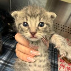 Shelter Stray Male Cat last seen , 3428 S Jenkins Ave, Norman, OK 73072, USA