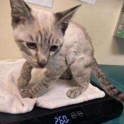 Shelter Stray Male Cat last seen , 361 S Raymond Ave, Pasadena, CA 91105, USA