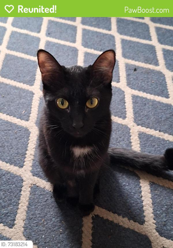 Reunited Female Cat last seen St. Davids Rd & Townline, Thorold, ON L2V 2T9