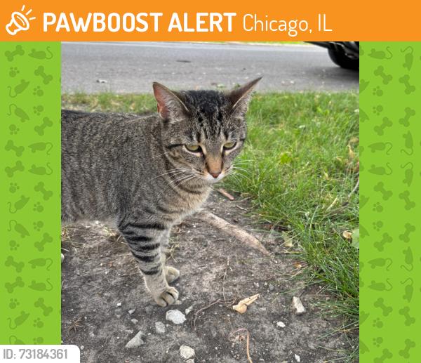 Found/Stray Unknown Cat last seen Near S Leavitt and 106th, Chicago, IL 60643