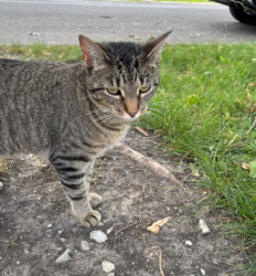 Found/Stray Unknown Cat last seen Near S Leavitt and 106th, Chicago, IL 60643