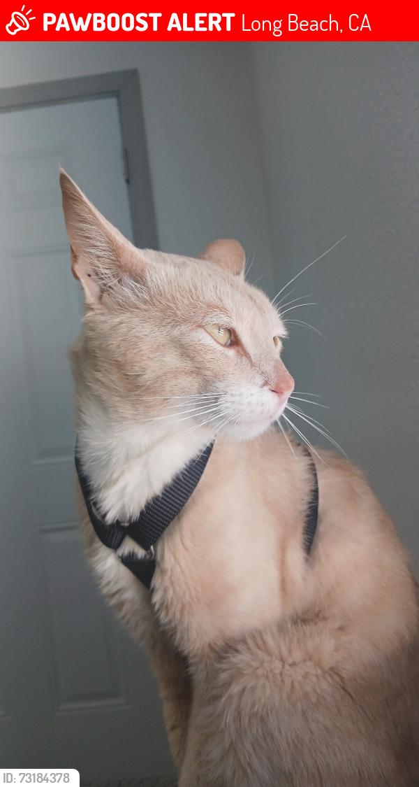 Lost Male Cat last seen Market & West Plymouth Street, Long Beach, CA 90805