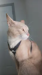 Lost Male Cat last seen Market & West Plymouth Street, Long Beach, CA 90805
