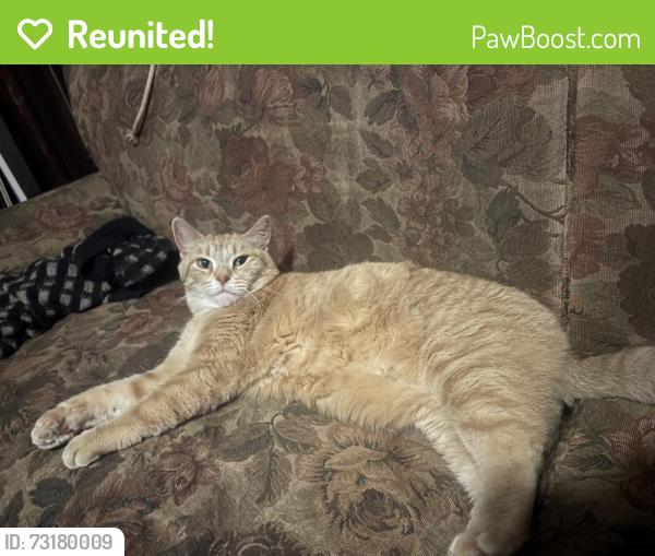 Reunited Female Cat last seen Near James Madison Park, Madison, WI 53703