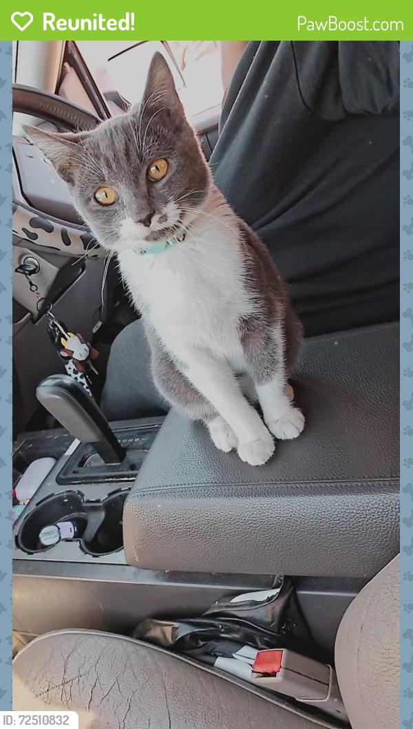 Reunited Female Cat last seen Donnelly Ave and Eldridge st, Fort Worth, TX 76107