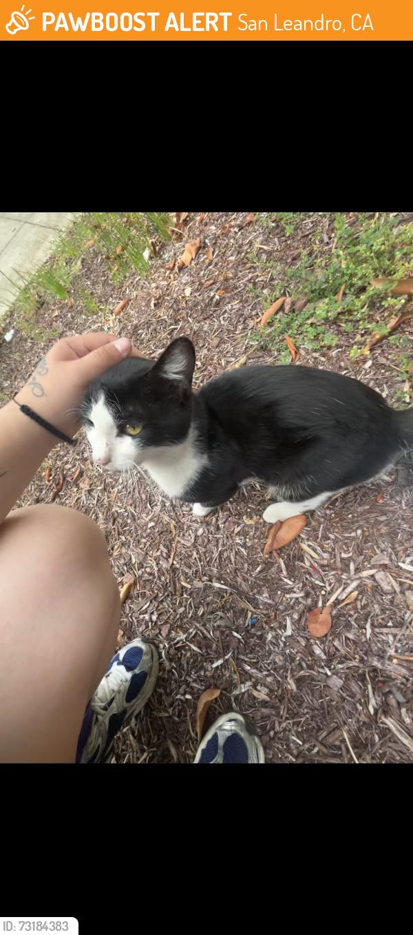 Found/Stray Male Cat last seen By trees, San Leandro, CA 94579