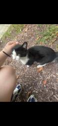 Found/Stray Male Cat last seen By trees, San Leandro, CA 94579