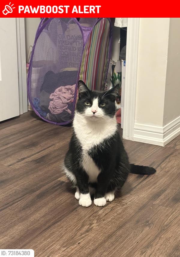 Lost Male Cat last seen Home, Mississauga, ON L5M 4A4