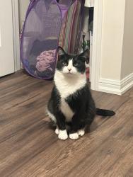 Lost Male Cat last seen Home, Mississauga, ON L5M 4A4