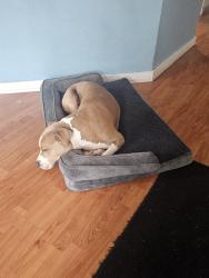 Reunited Female Dog last seen Near Kimura general store, Papaikou, HI 96781