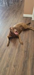 Reunited Female Dog last seen Ashford court St. Peter’s mo, St. Peters, MO 63376