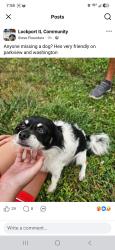 Reunited Male Dog last seen Washington st & Prairie, Lockport, IL 60441