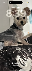 Lost Female Dog last seen Moss and Hodges, Lake Charles, LA 70601