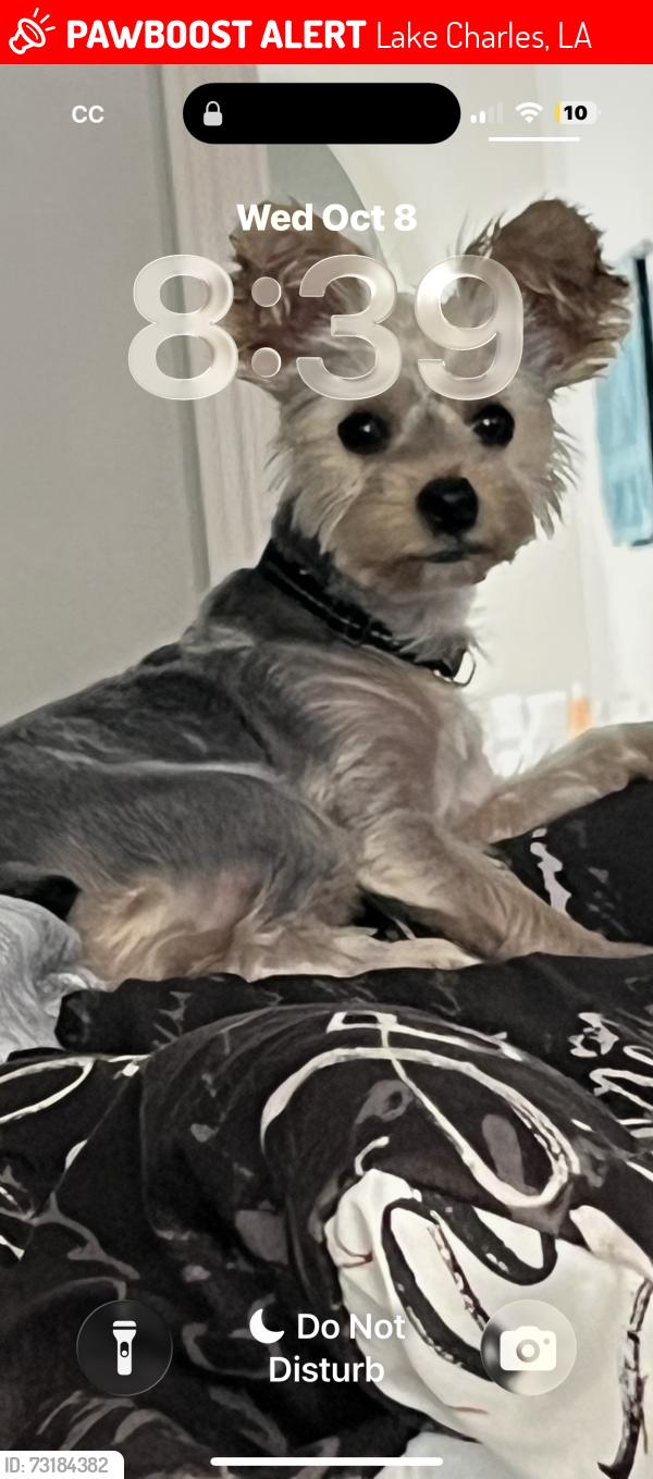 Lost Female Dog last seen Moss and Hodges, Lake Charles, LA 70601
