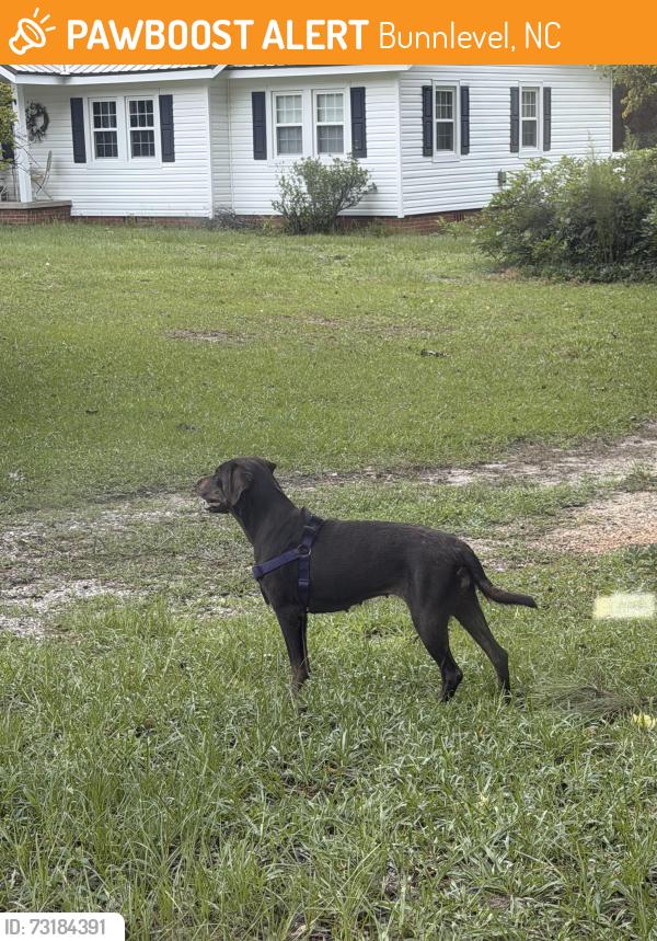 Found/Stray Unknown Dog last seen Anderson Creek Primary School, Bunnlevel, NC 28323