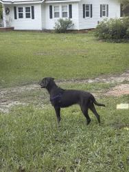 Found/Stray Unknown Dog last seen Anderson Creek Primary School, Bunnlevel, NC 28323