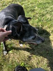 Lost Female Dog last seen Near Fredrick st, Hanover, PA 17331