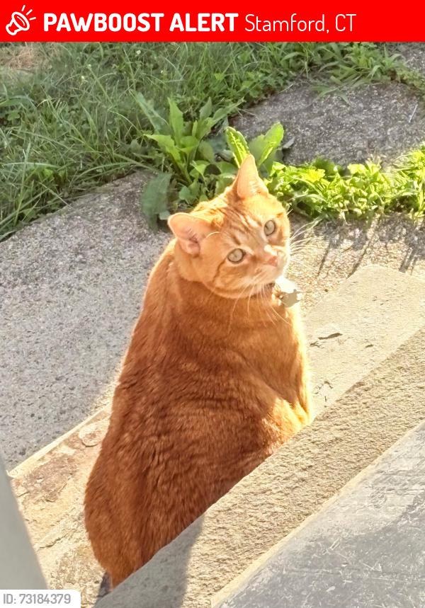 Lost Female Cat last seen Center st and morris st, Stamford, CT 06906