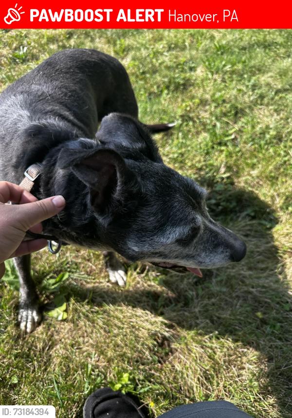 Lost Female Dog last seen Near Fredrick st, Hanover, PA 17331