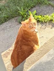 Lost Female Cat last seen Center st and morris st, Stamford, CT 06906