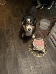 Reunited Female Dog last seen NE 49th st Williston, Levy County, FL 32621