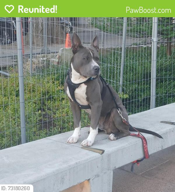 Reunited Male Dog last seen sw 11th and harvey milk, Portland, OR 97205