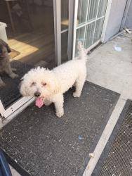 Found/Stray Male Dog last seen Longwood ct Hayward, Hayward, CA 94541