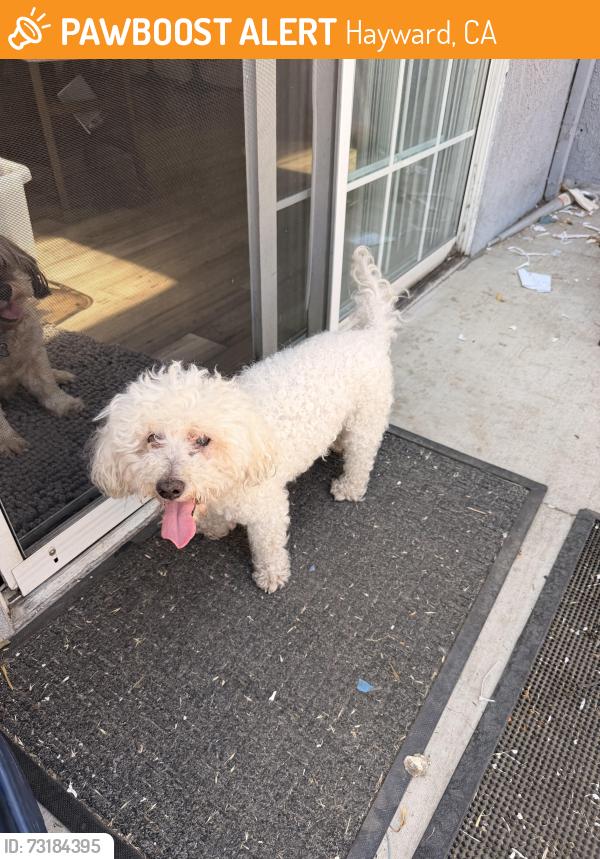 Found/Stray Male Dog last seen Longwood ct Hayward, Hayward, CA 94541